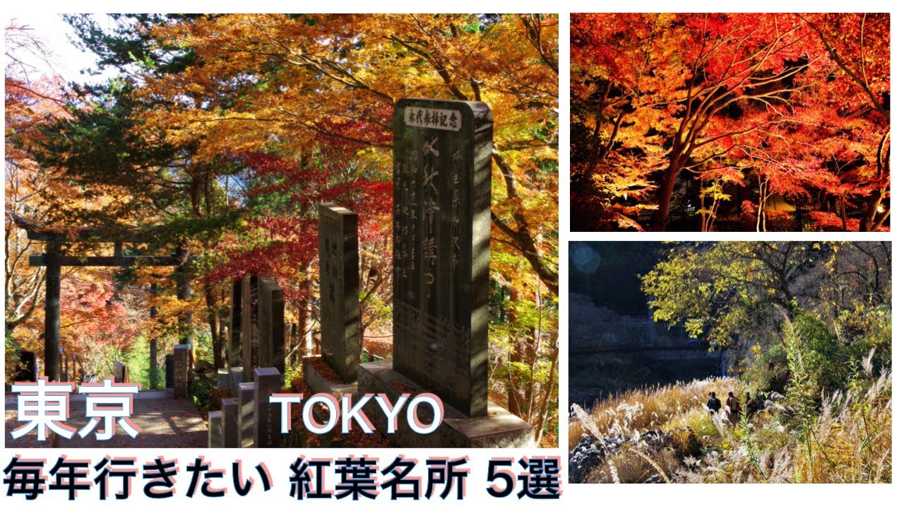 【東京 おすすめ紅葉スポット ５選】日帰りで行ける！行って良かった東京の秋の名所 総集編　奥多摩、鳩ノ巣渓谷、御嶽山、御岳渓谷、大田黒公園のライトアップ　Autumn in Tokyo, Japan