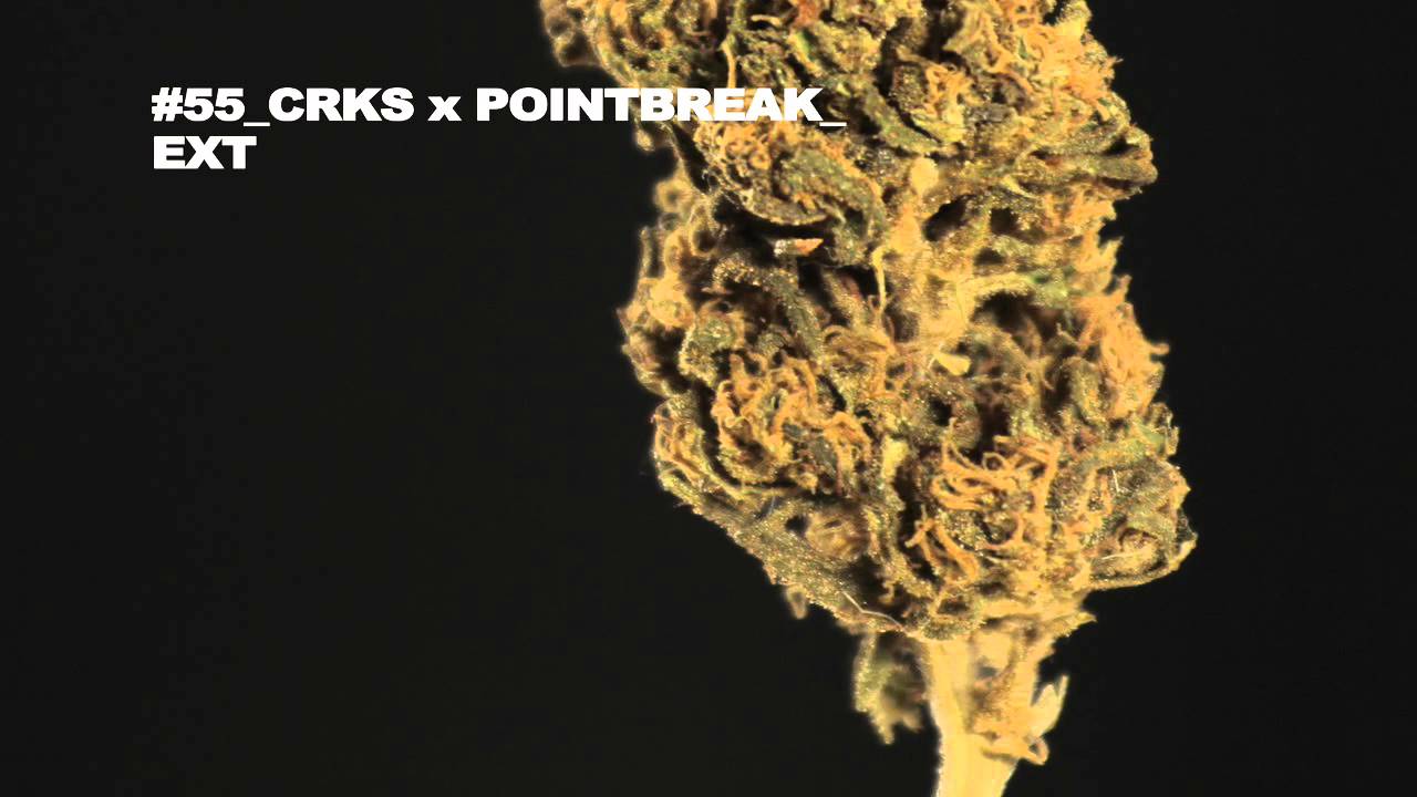 Muestras Copa Cannabica Del Plata 2015 - XVI edici&oacute;n