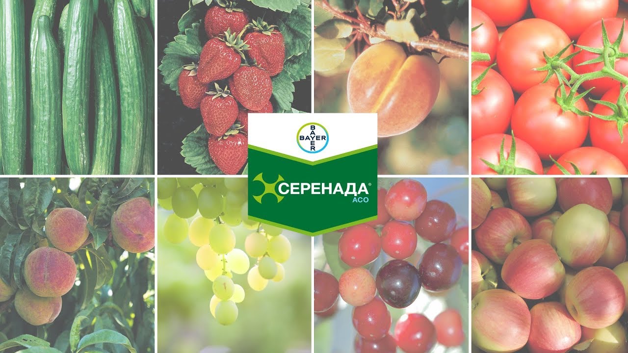 Препарат для органического земледелия - Серенада&reg; АСО