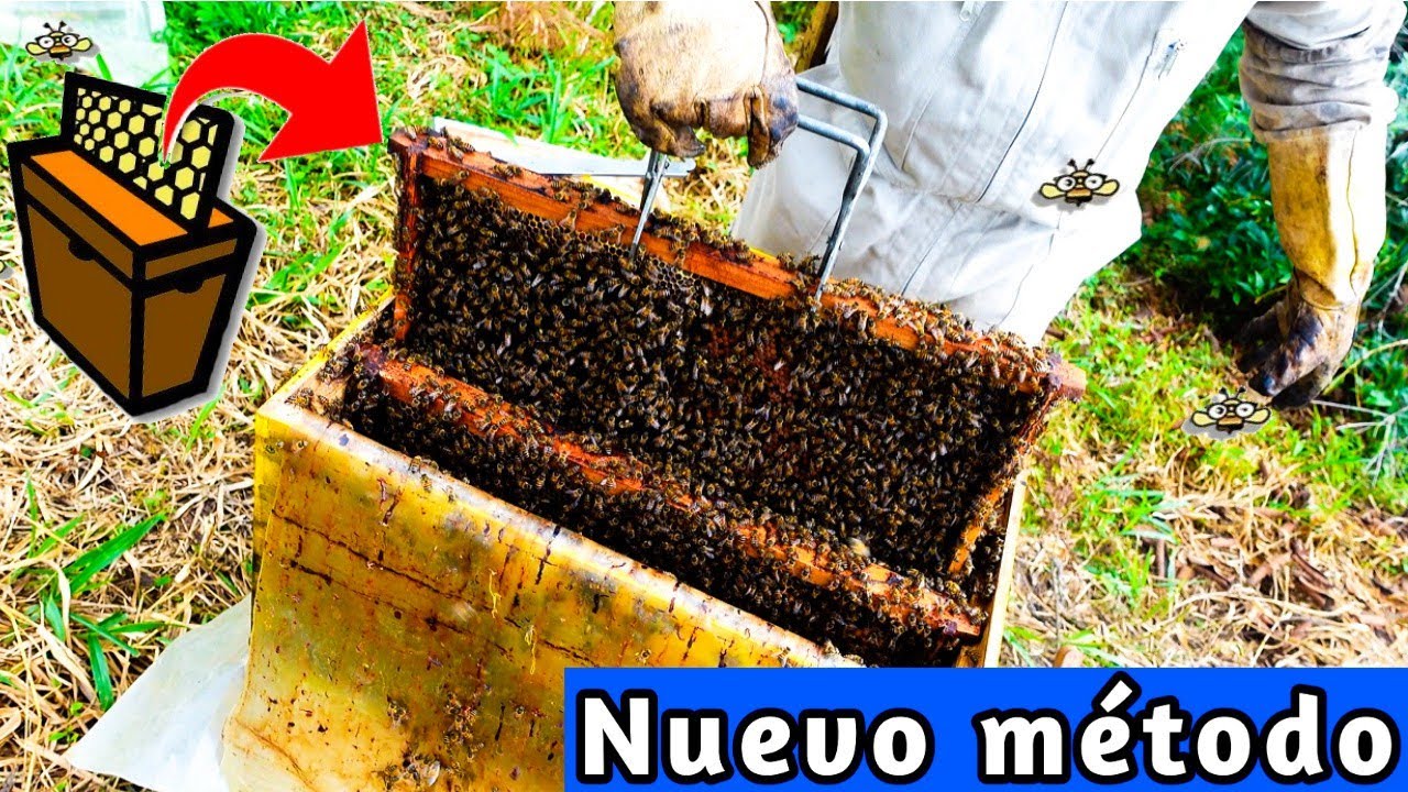 🐝 Комплексный метод увеличения количества пчелиных ульев 🤔