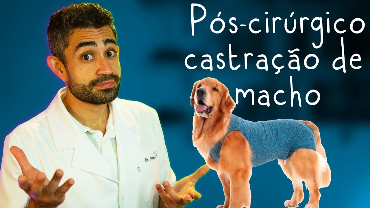 Cuidados pós castração de cães e gatos | Dica Veterinária #60
