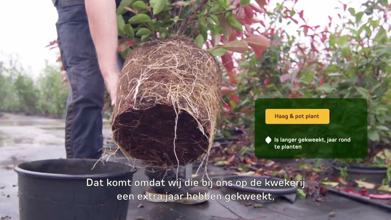 Photinia 'Red Robin' (Glansmispel haag)