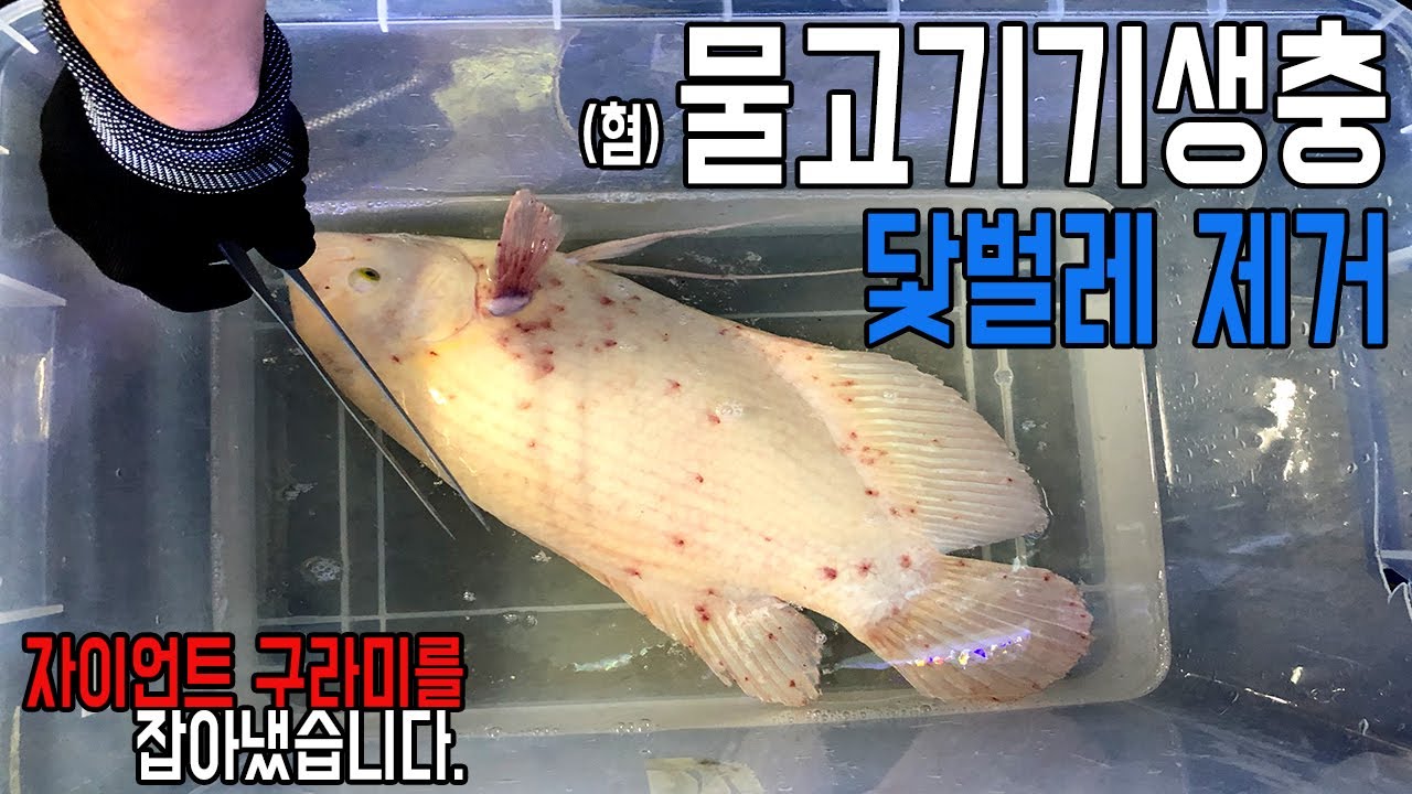 [아쿠아프로] 대형어 몸에붙은 기생충 닻벌레를 제거합니다.