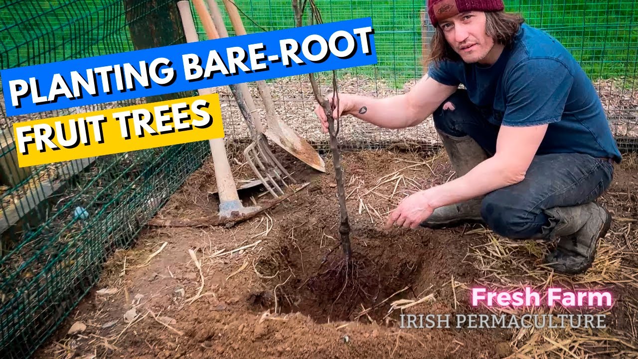 How to Plant bare-root fruit trees