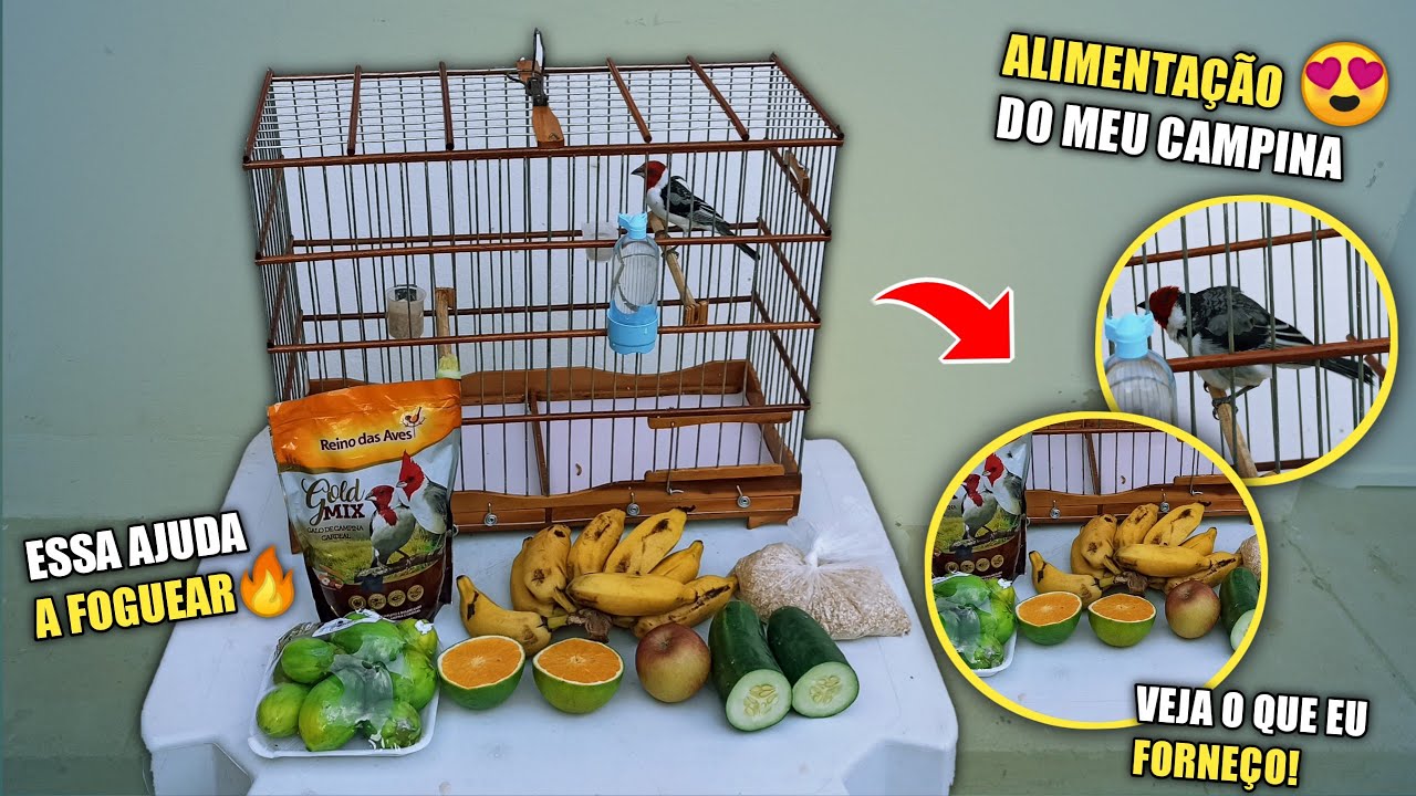 ESSA É A ALIMENTAÇÃO DO MEU GALO DE CAMPINA! 🔥