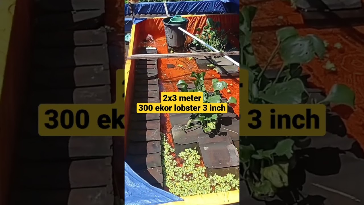 Ternak Lobster Air Tawar Di Kolam Terpal