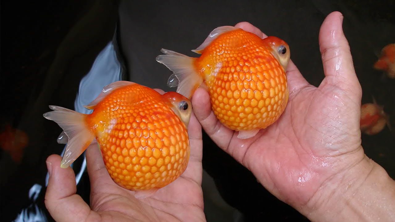 DISCOVER THE BASICS TO GOLDFISH BREEDING - Breeding the Most Popular Aquarium Fish!!