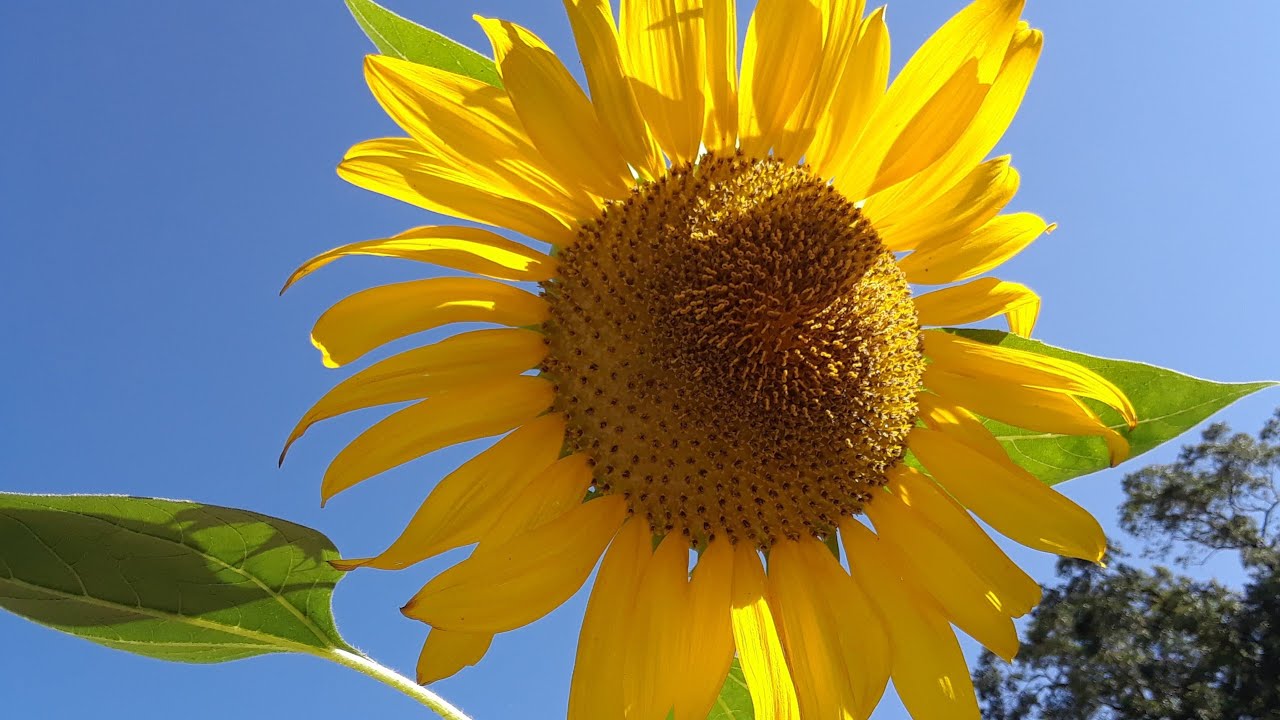 Growing Sunflowers 🌻 Knowing when to harvest your Sunflowers 🌻 Saving seeds