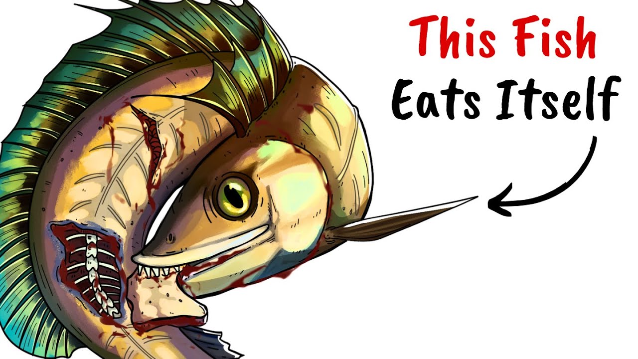 Why It Sucks To Be Born As a Lancetfish (Deep-Sea Failure)