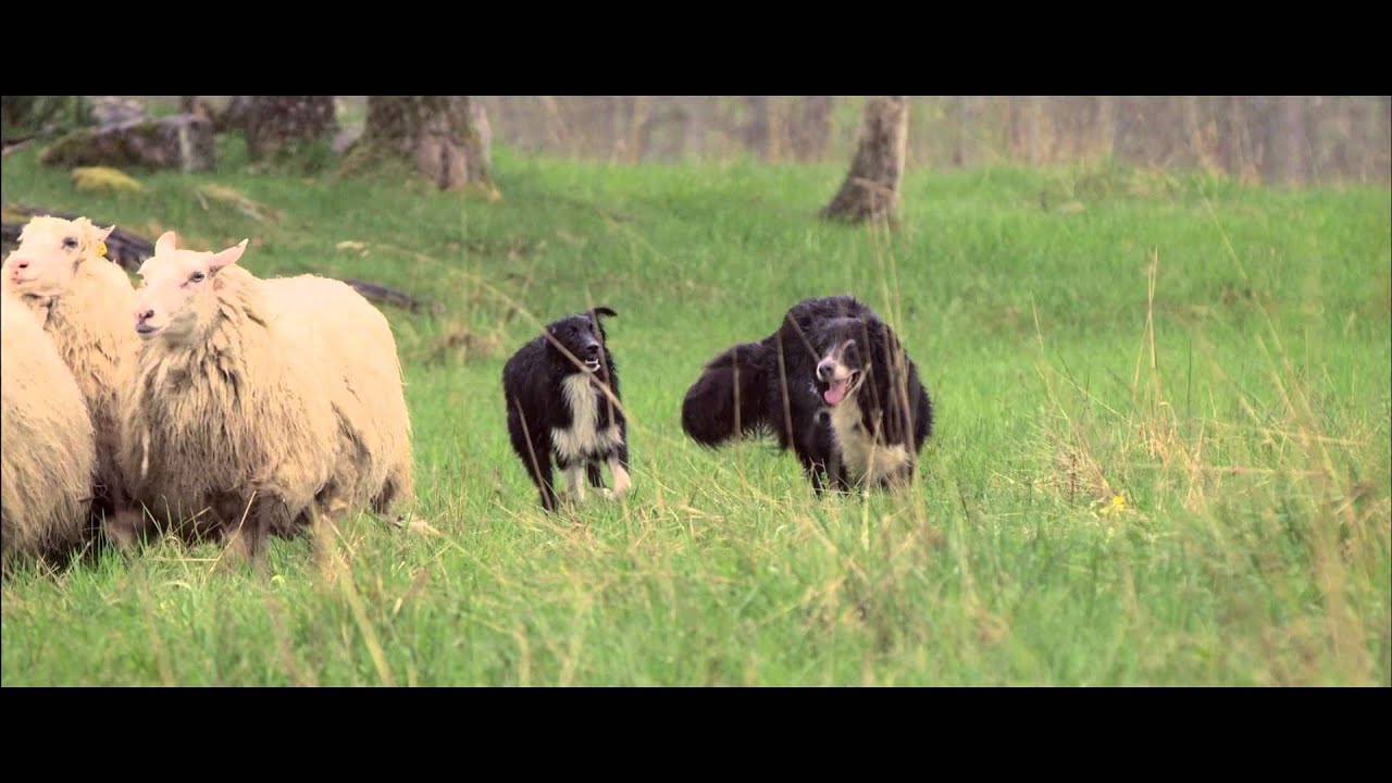 Husse Sheep Dogs Commercial