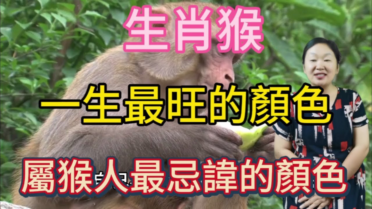 生肖猴！一生最旺的顏色！屬猴人最忌諱的顏色！色彩選對了！就能招來好運！正財橫財一起發！