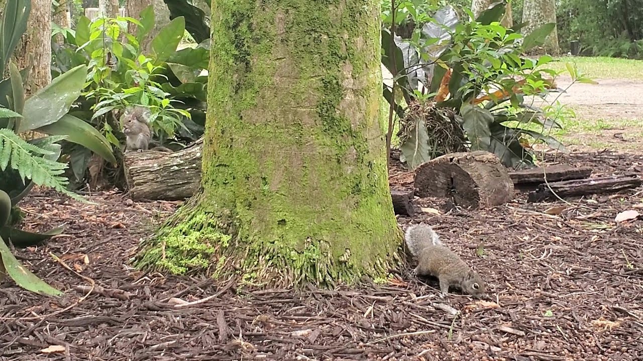 Squirrels Eating Nuts | Squirrel World