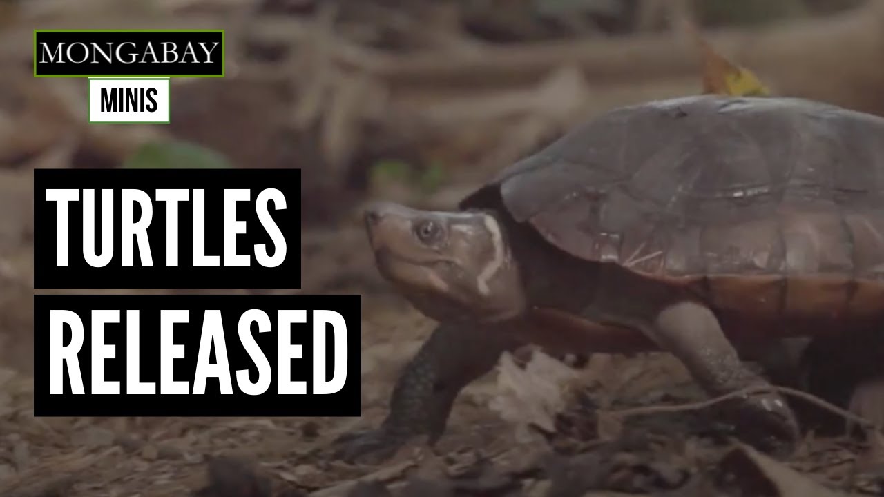 Encouraging results for the endangered Philippine forest turtle