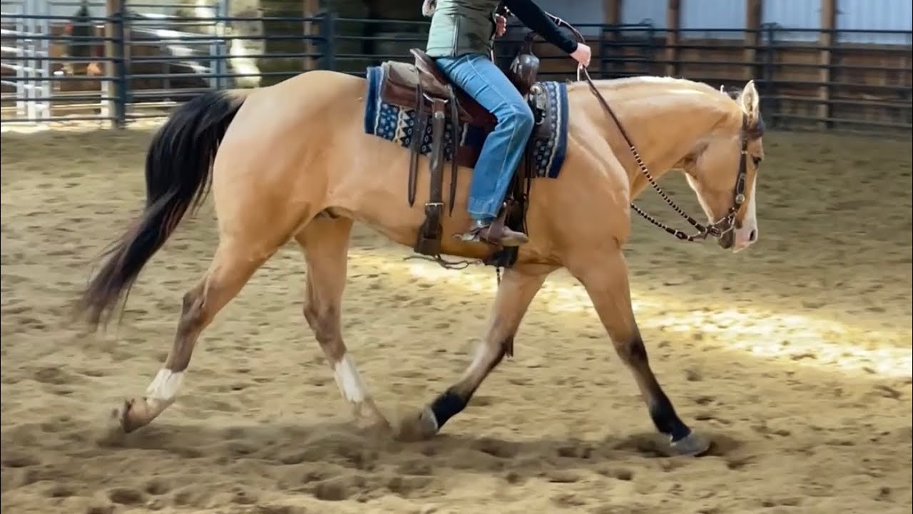 Pal Dun Bar - 2017 AQHA Gelding