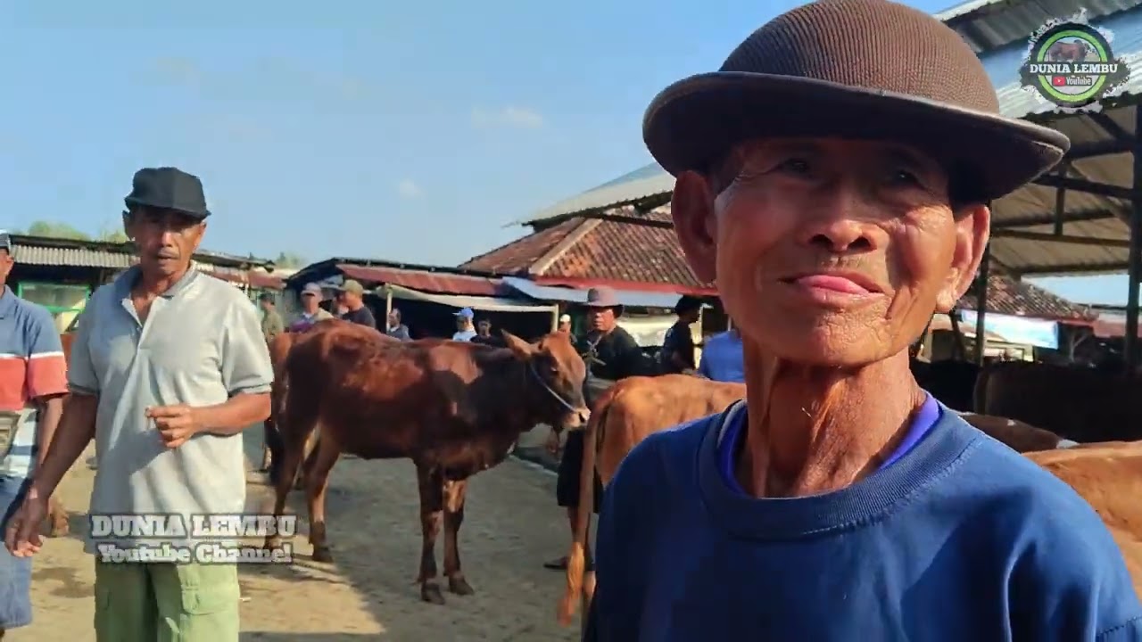 Review Harga Sapi Betina Bakalan Jenis Lemusin di Pasar Siyonoharjo Gunungkidul‼️