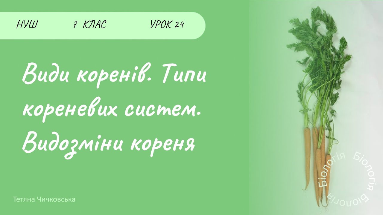 Види коренів, типи кореневих систем. Видозміни коренів
