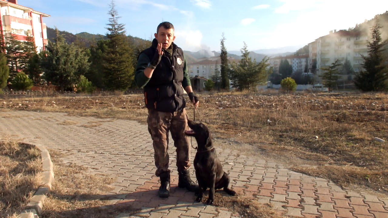 BEKLE KOMUTU | Av Köpeği Eğitimi
