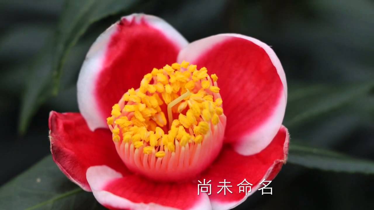 沁香茶花坊 自行培育茶花品種