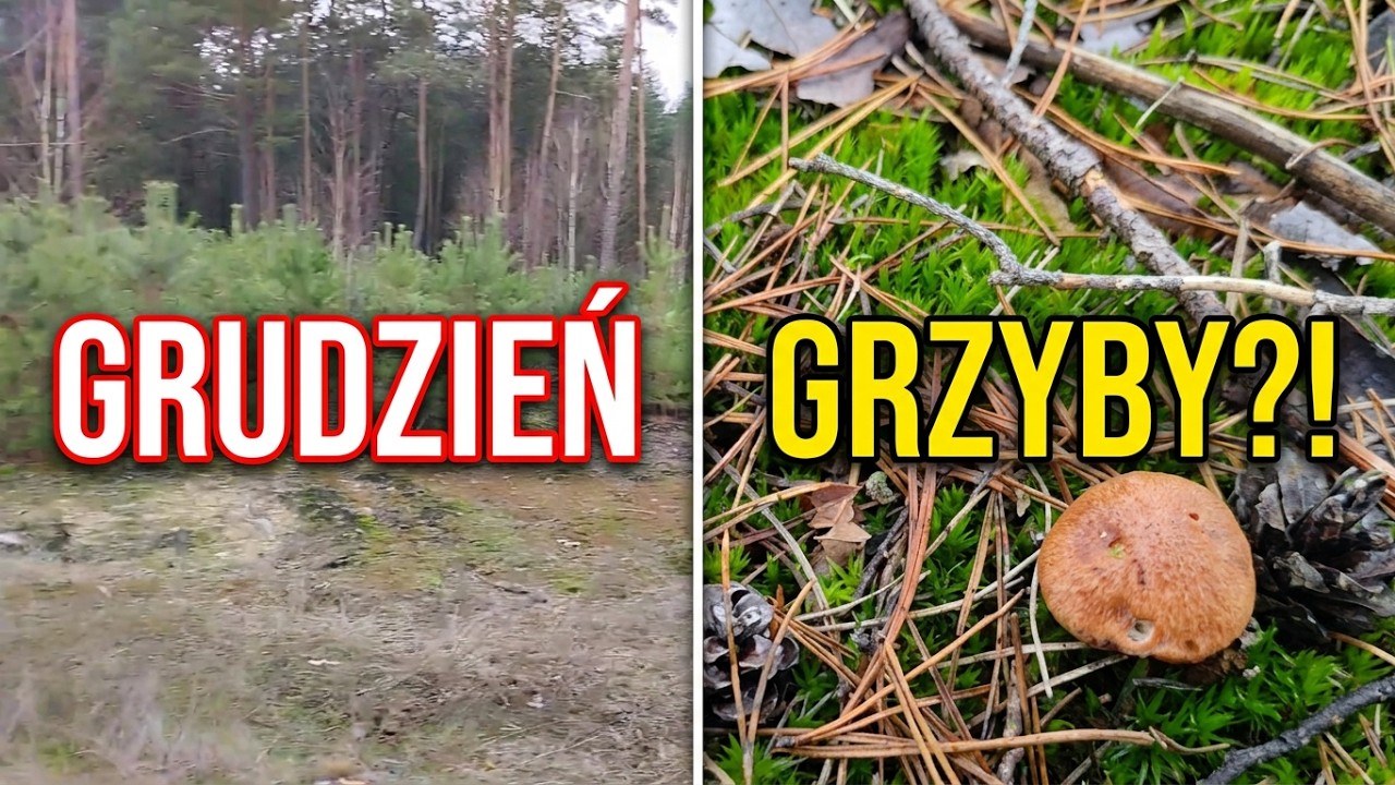 Mnóstwo grudniowych grzybów 03.12.2025 #grzyby #las