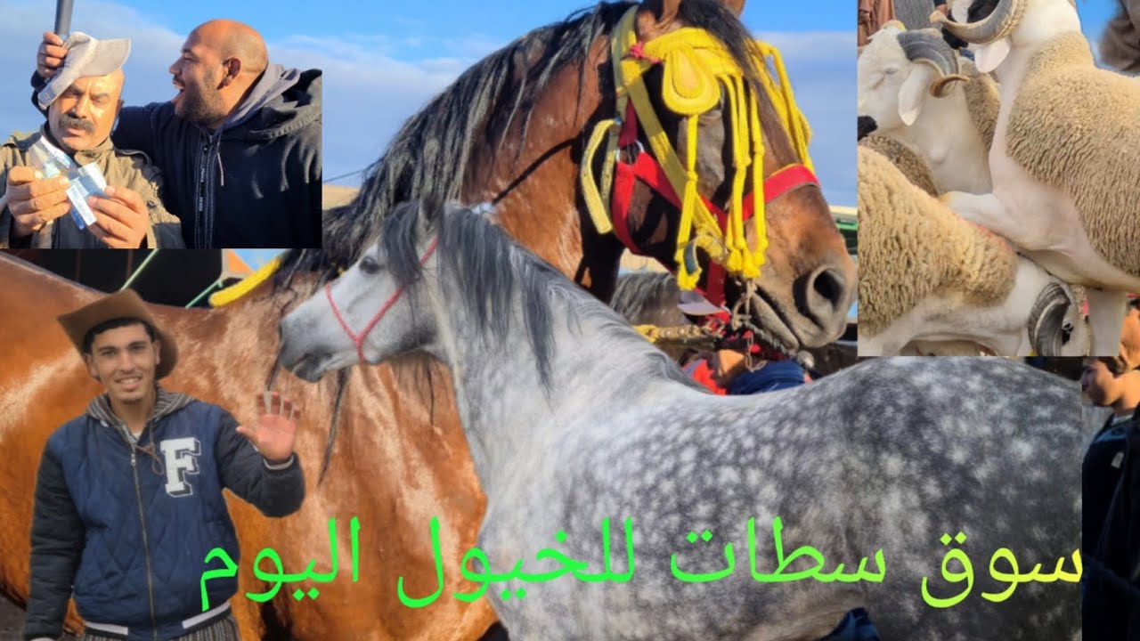 ماشاء الله  خيول مليحة دخلات السوق سطات 😱شريت عود زين الله يبارك 🤲