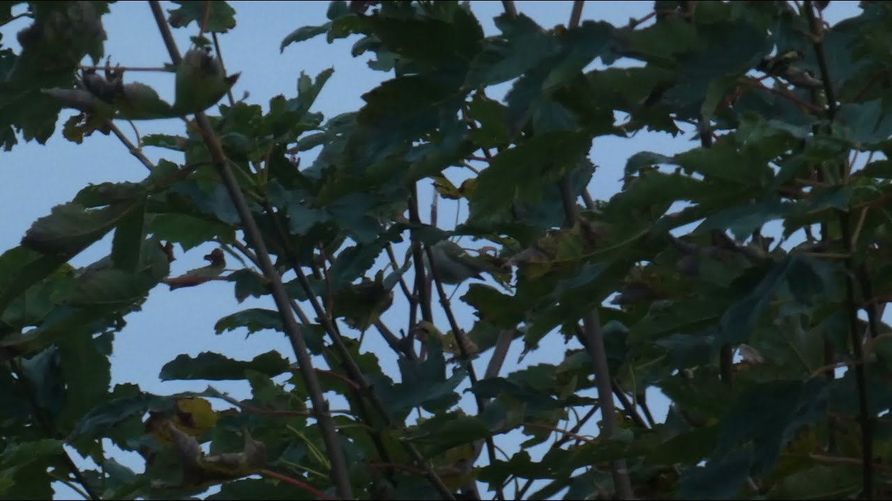 Two-barred Greenish Warbler, YWT Spurn Nature Reserve, 16th October 2021