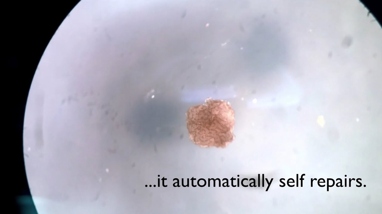 Xenobots - the First “Living Robots”