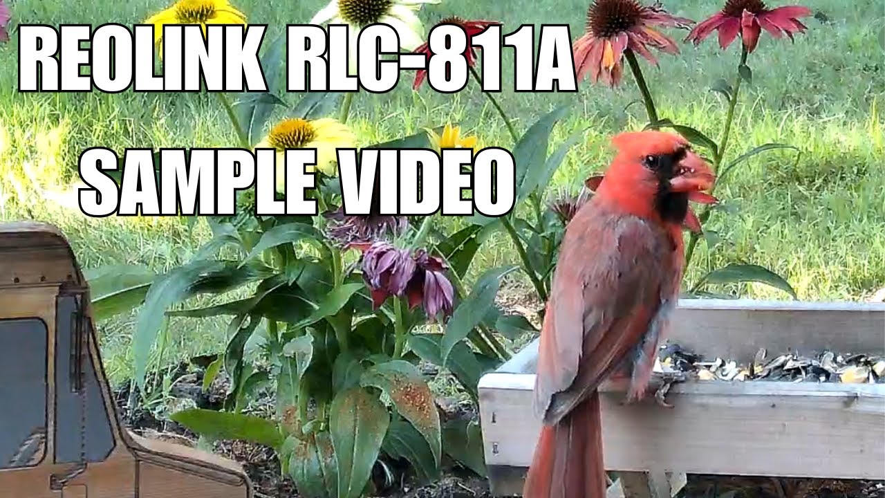 Reolink RLC 811A Wildlife Sample Video