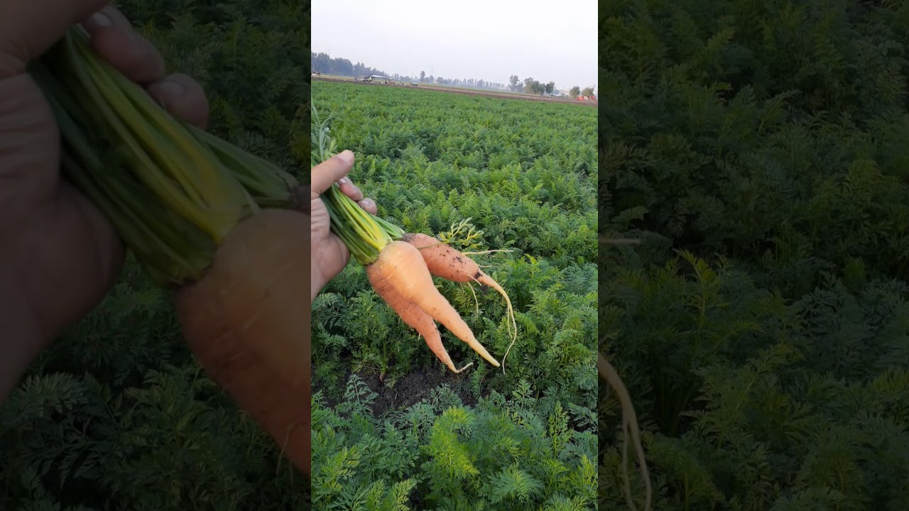 جزر فرنساوى للتخليل  معامل بالسماد الحيوى ( نوفا بلس )