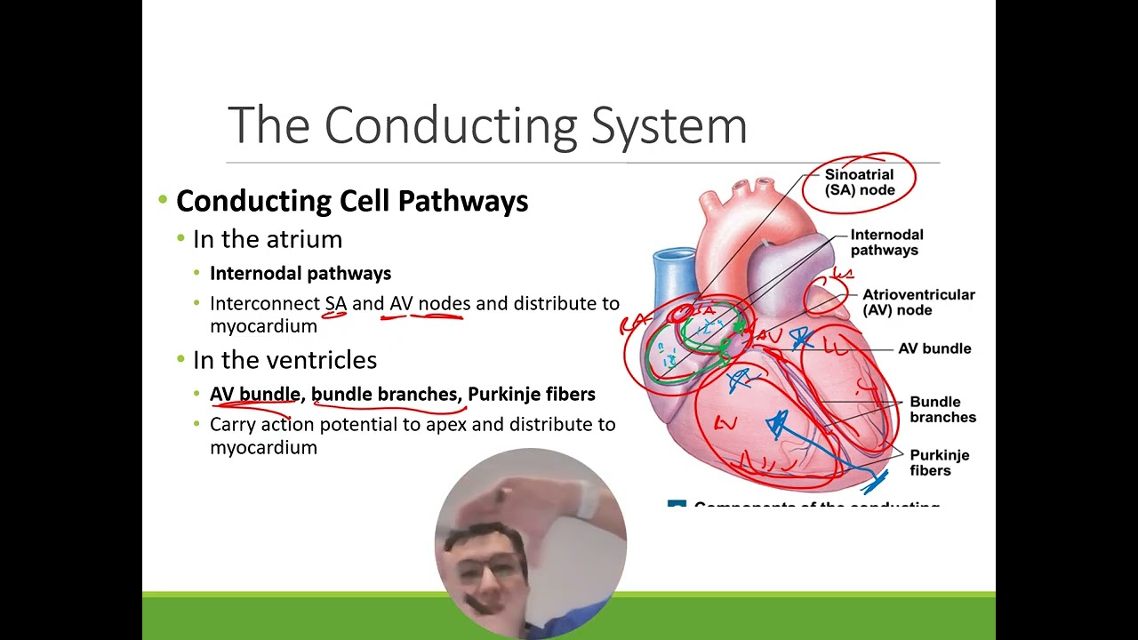 the heart action potentials