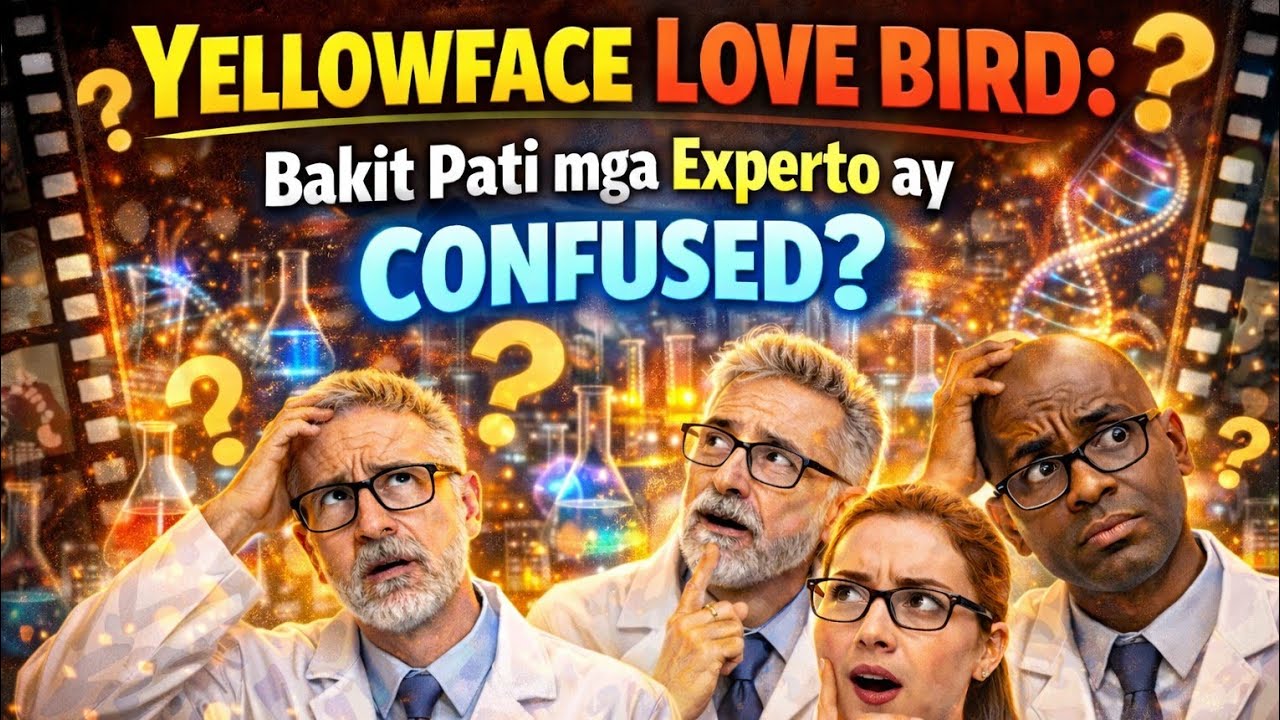 YELLOWFACE LOVEBIRD: Bakit Pati mga Eksperto ay CONFUSED? 😱