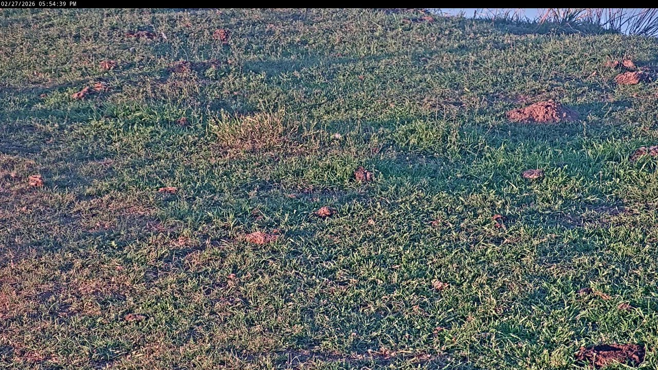 Attwater Prairie Chicken NWR Live Stream