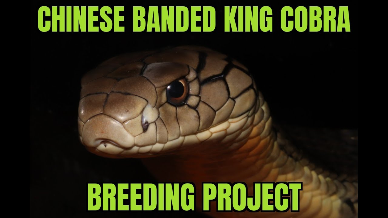 Chinese Banded King Cobra Breeding Project