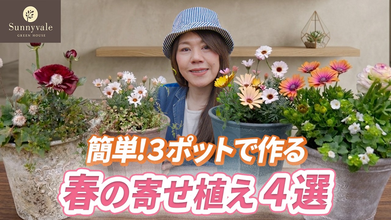 【花選び迷わない】3苗だけで映える可愛い春寄せ植え｜初心者OK‼︎