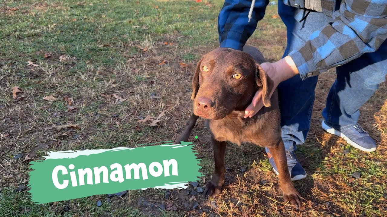 Pet of the Week: Cinnamon