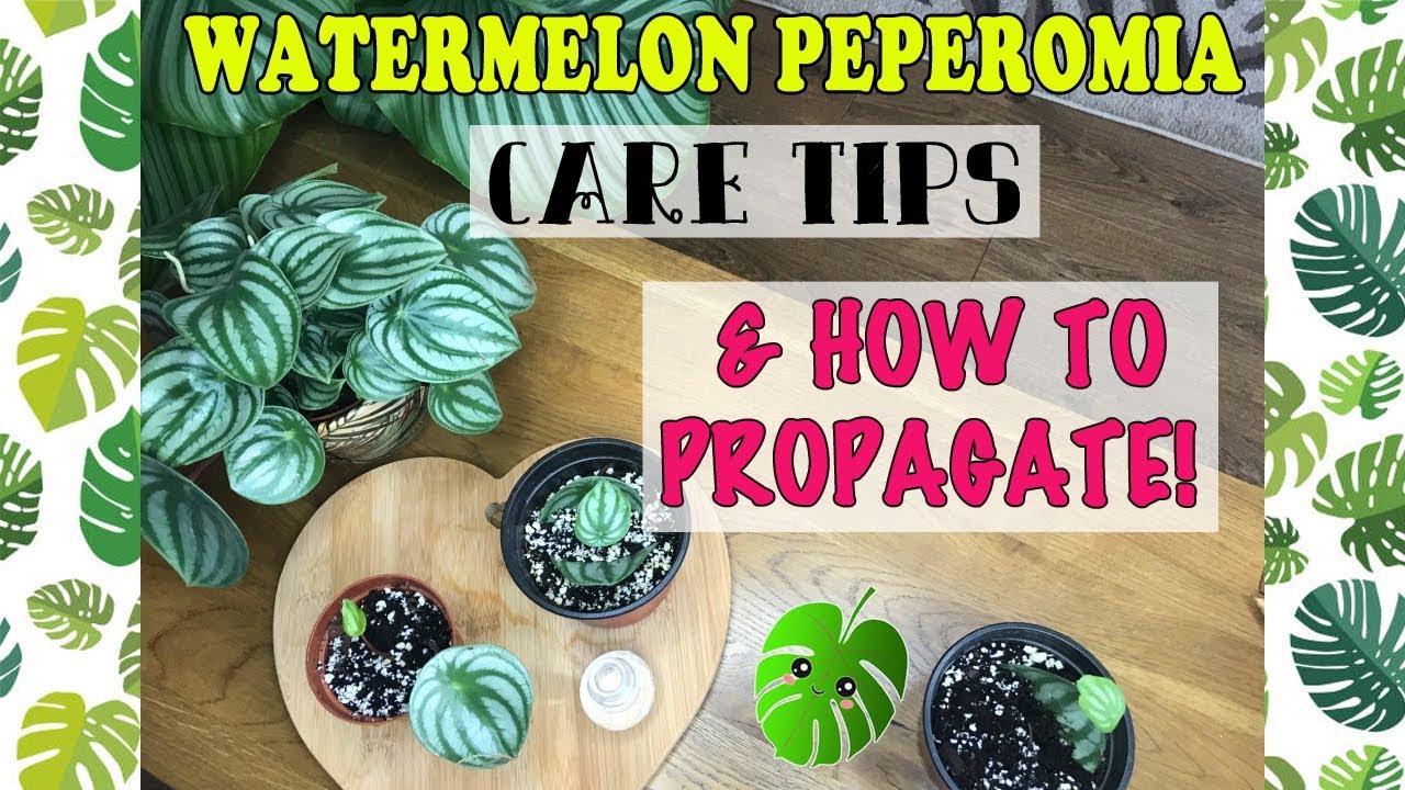 Watermelon Peperomia Care & How To Propagate! 🌱💚