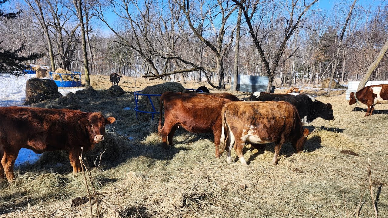 Bale grazing efficiently