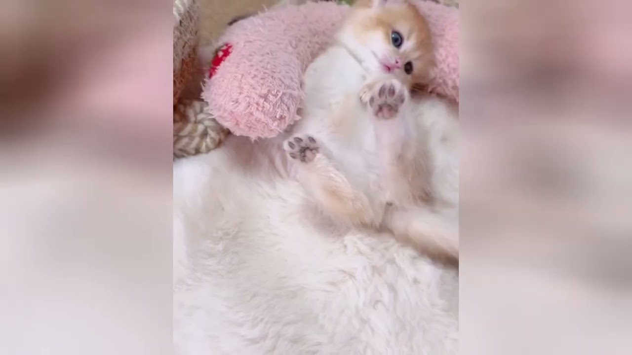 Watching kittens sleep is a very soothing activity