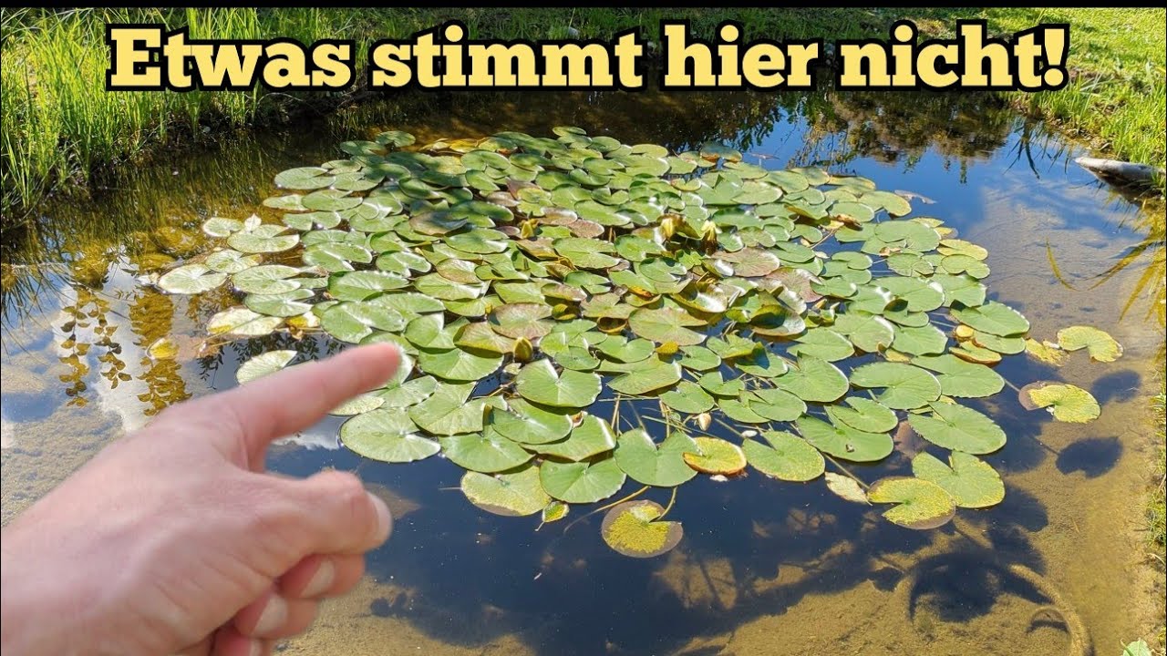 Ich brauche eure Hilfe! Merkw&uuml;rdiges geht in meinem Gartenteich vor sich...