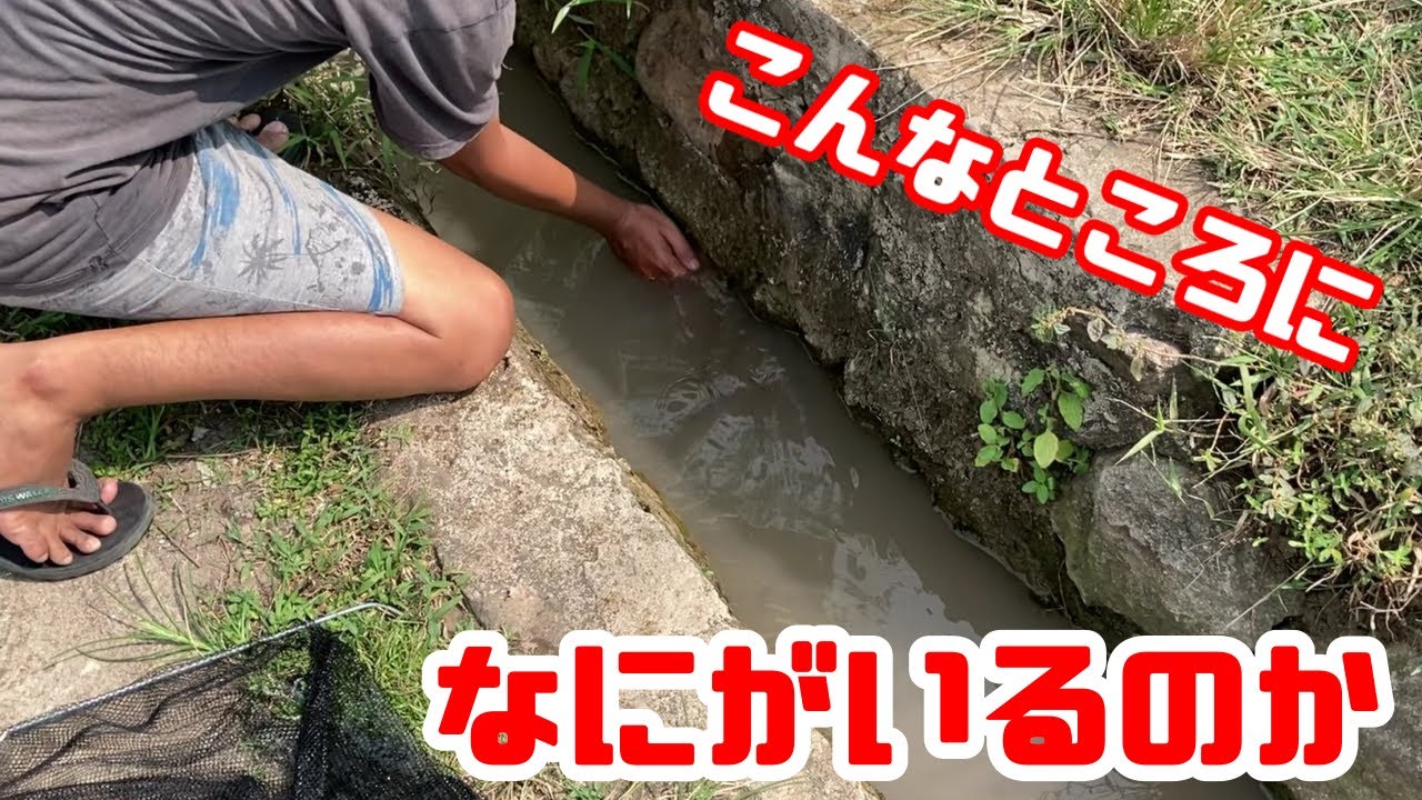 【熱帯魚水槽/アクアリウム】海外/子供が泳ぐ用水路でガサガサしてデルモゲニー、一発で10匹とれた/汽水水槽を解体、移送してセットアップしたら感電/視聴者の皆さんからの投稿動画を紹介するコーナーを開始！