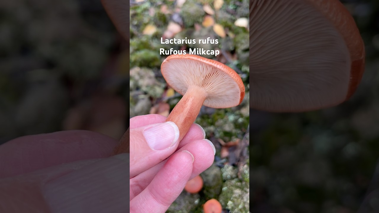 #Lactarius #RufousMilkcap #lactariusrufus #wildlife #fungus #funghi #mantar #grzyby #pilz #pilze