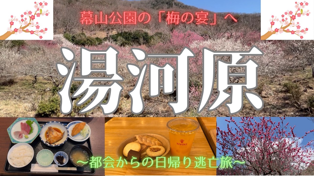 【湯河原】幕山公園の梅林「梅の宴」に行ってきました！3月8日までお祭りは開催中♪4000本の梅の木に癒され美味しい海鮮ランチ、ちぼりさんでスイーツバイキング、湯河原の温泉を堪能してきました！