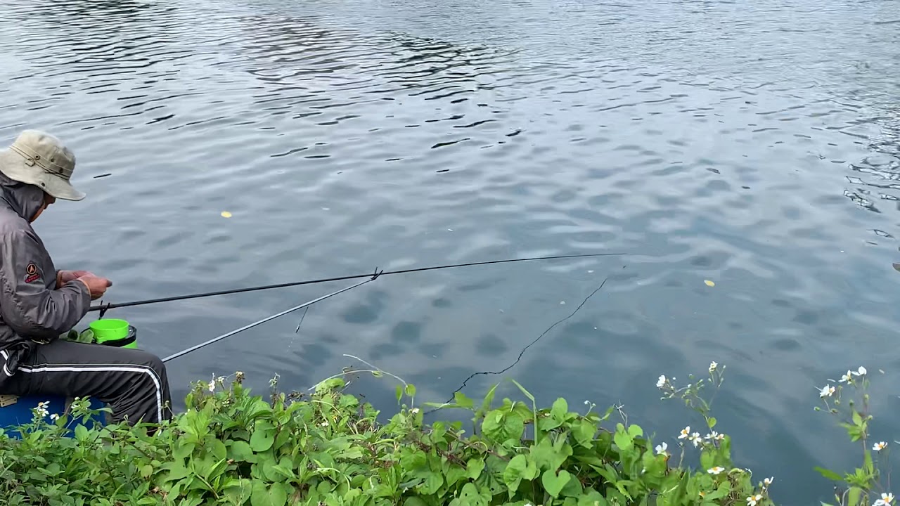 光速釣查（豆仔魚）
