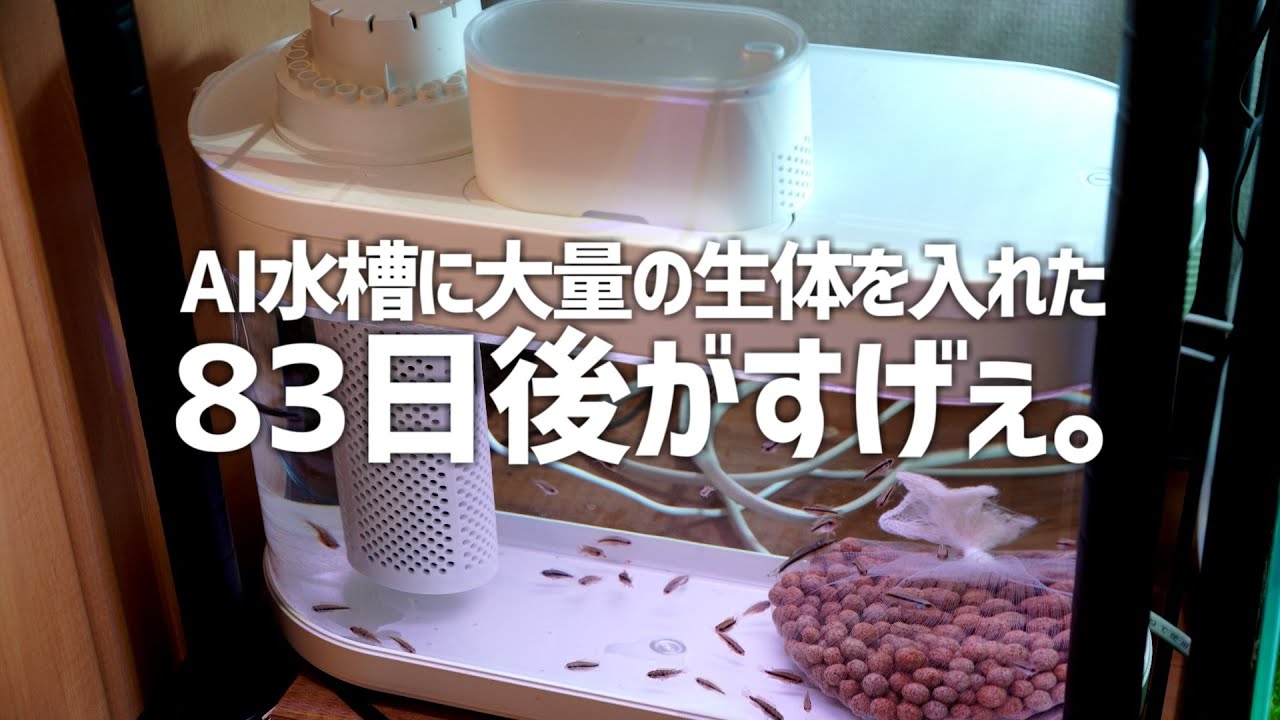 【超高性能】AI水槽で大量の生体を育成したら衝撃の検証結果が。#306【アクアリウム】