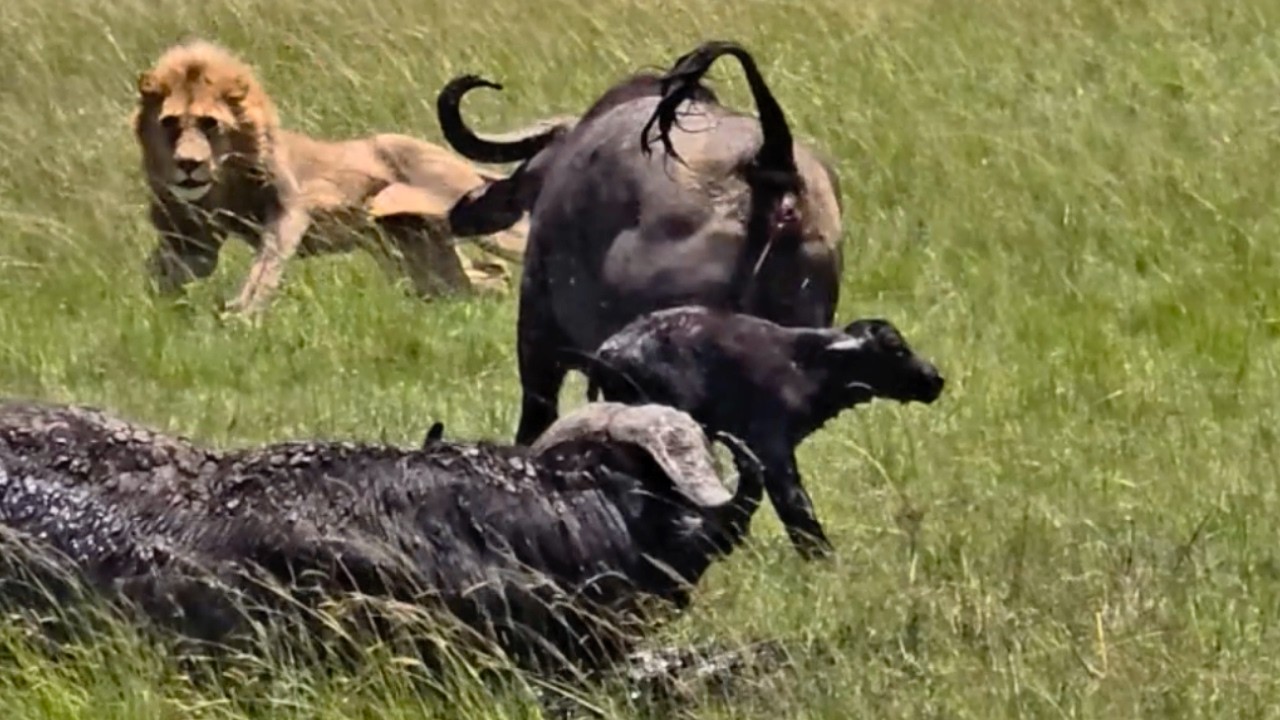 Lion Hunts Buffalo Calf but Parents Step In!