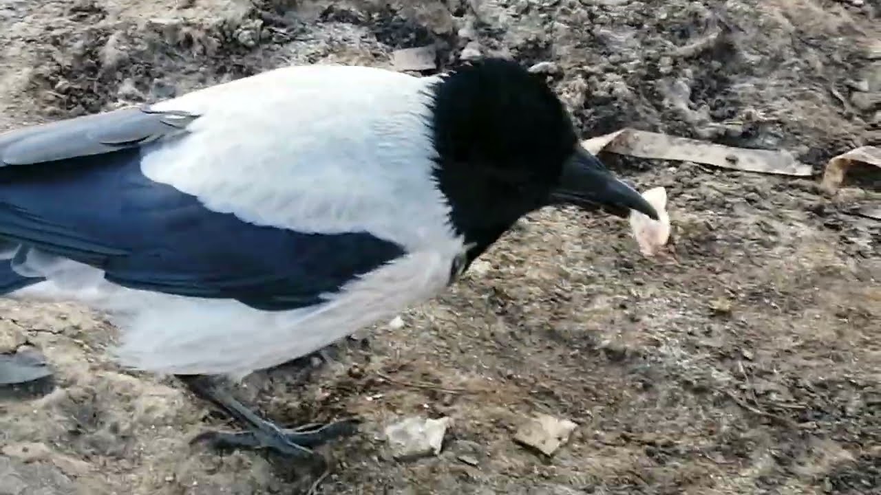 Ворона Толстячок не вылазит из разборок / Male crow Fatty has no rest in clan wars 