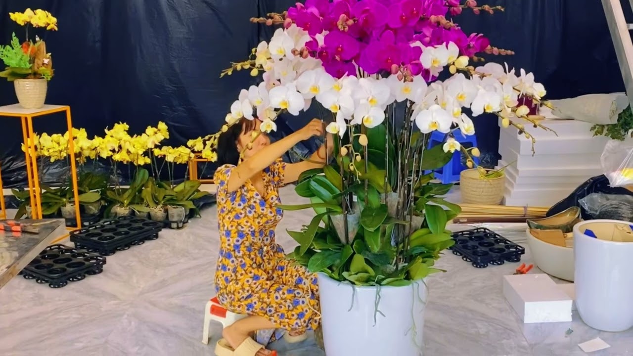 #chậu_Lan_tròn 30 cành_học_Viên tự tay thực hiện#đào_tạo_học_viên #Hungphiflorits❤️❤️❤️