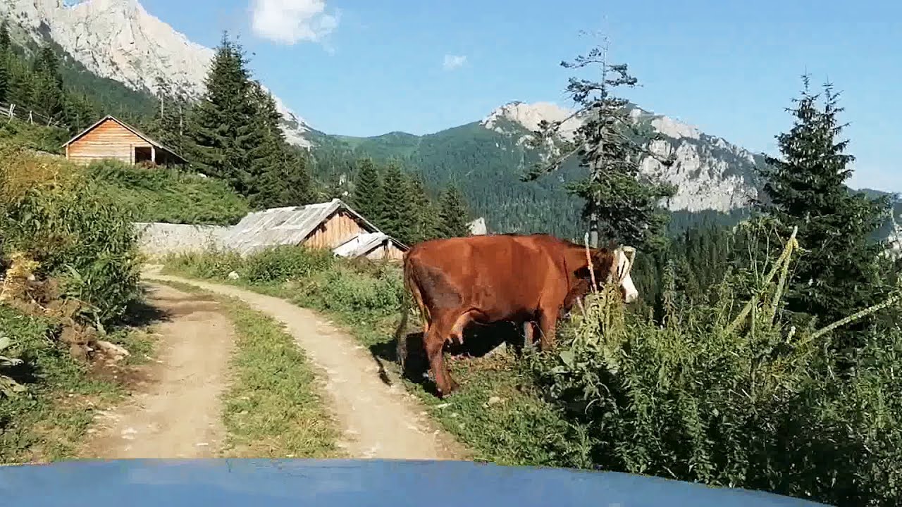 Në pleqe të isniqi