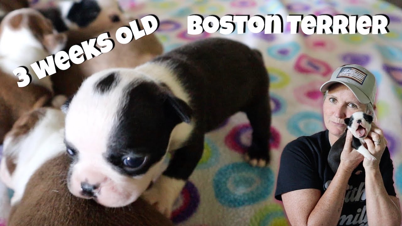 Boston Terrier Puppies 3 Weeks Old | Cute Puppies | Is The Momma Done?
