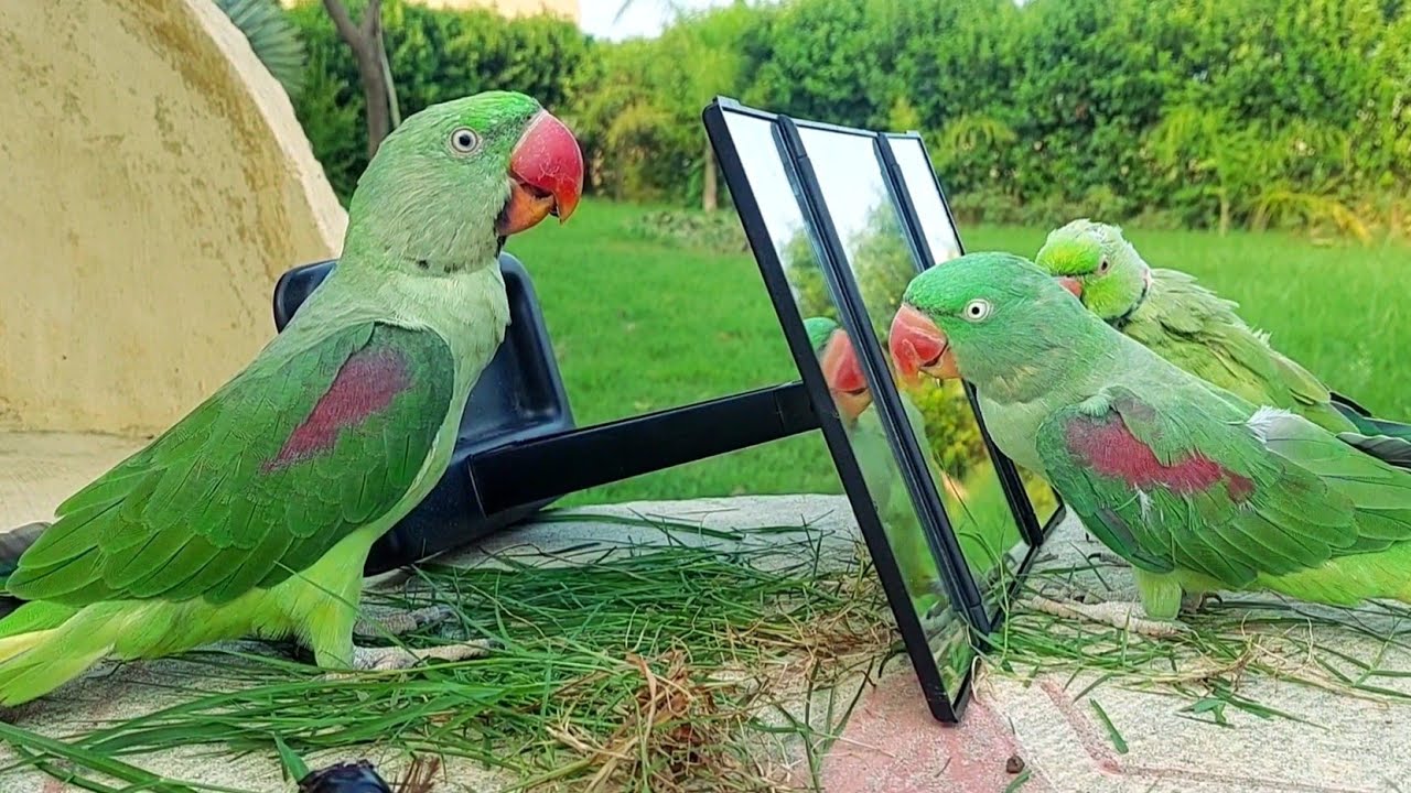 Kashmiri Raw Parrot vs Indian Raw Parrot Size Comparison