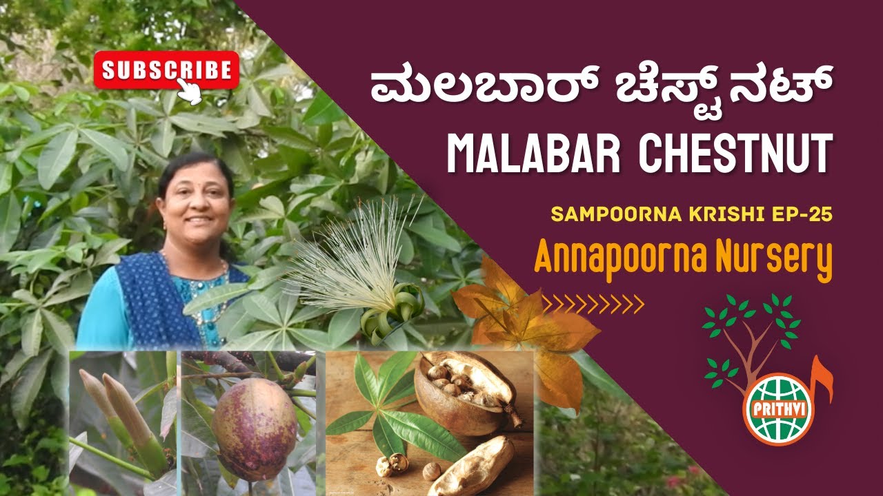 ಮಲಬಾರ್ ಚೆಸ್ಟ್ ನಟ್ | Malabar Chestnut, Pachira aquatica, French peanut, Money tree | Sampoorna Krishi